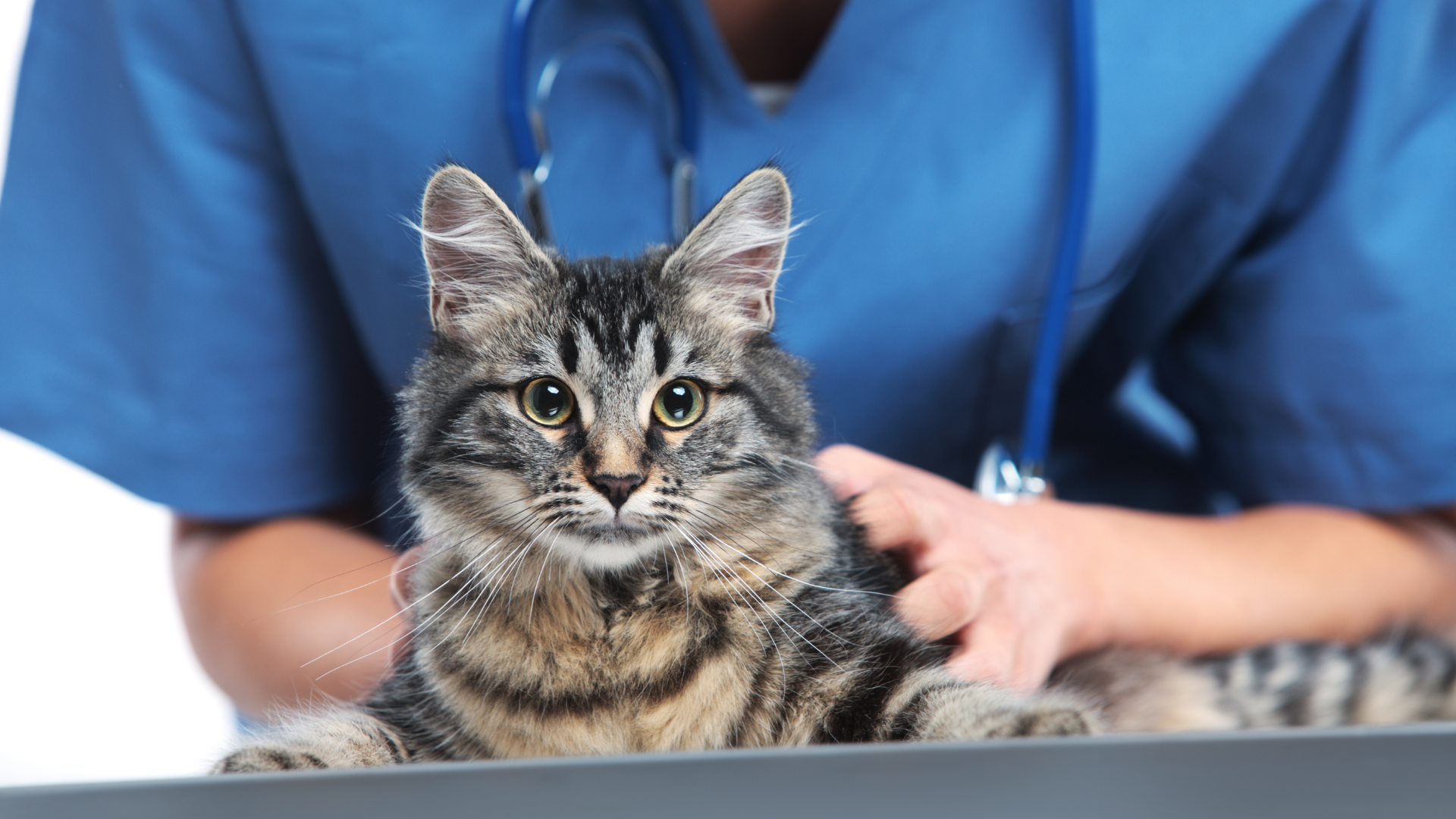 Clínica veterinaria Zaragoza