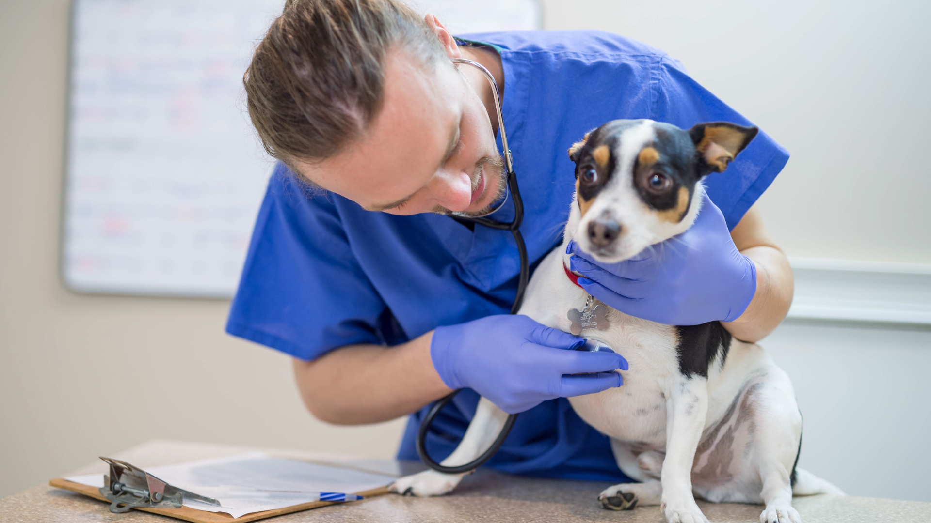 atención veterinaria